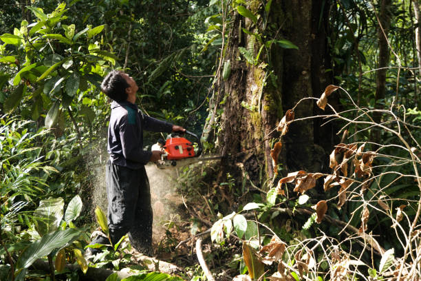 Why Choose Our Tree Removal Services in Eastland, TX?