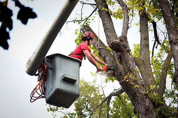 Eastland, TX  Tree Services Company